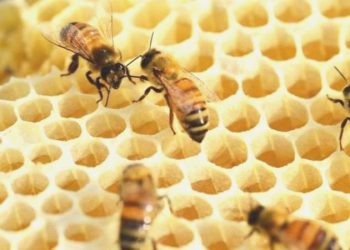 Arılara yönelik araştırma: Eski üstün kıtaya yerleşmiş olabilirler