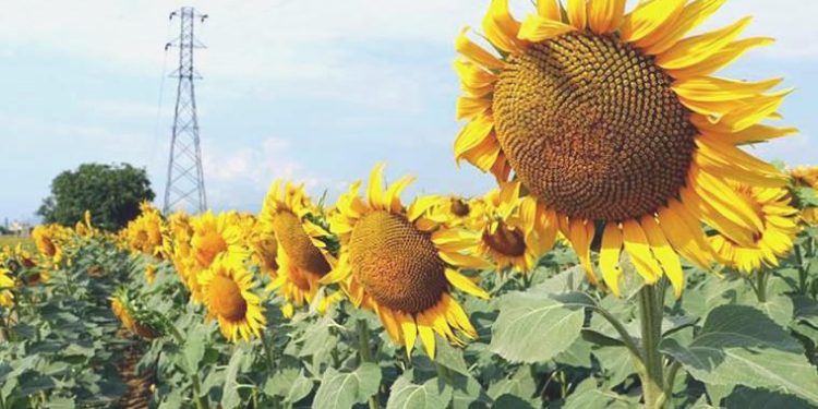 Ayçiçeğinde kriz kapıda: Çok sıcaklar rekolteyi düşürecek