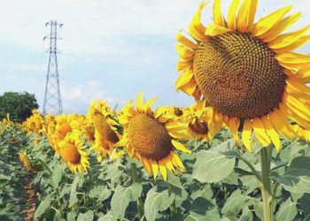 Ayçiçeğinde kriz kapıda: Çok sıcaklar rekolteyi düşürecek
