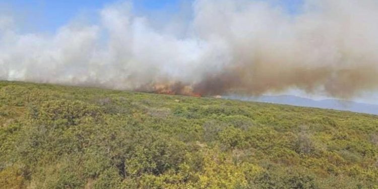 Aydın Didim’de makilik alanda yangın