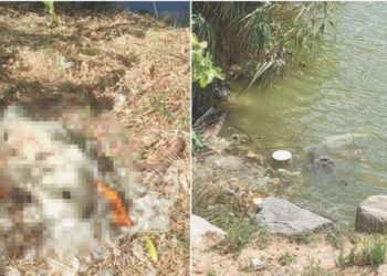 Bakırköy Botanik Parkı’nda hayvanları öldüren ilgisizlik