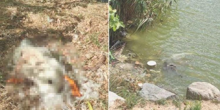 Bakırköy Botanik Parkı’nda hayvanları öldüren ilgisizlik