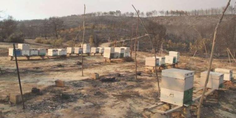 Bal üreticilerinden kovan alanlarının artırılması talebi