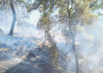 Balıkesir’de orman yangını