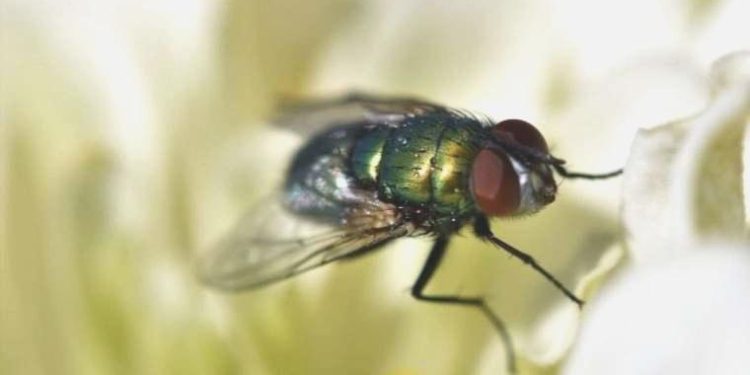 Bir sineği yakalamak neden bu kadar güç?