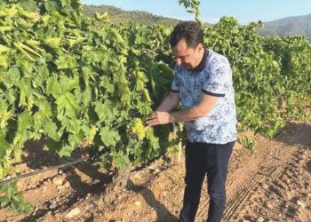 CHP’li Başevirgen: Manisa’da bağları mildiyö hastalığı vurdu