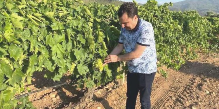 CHP’li Başevirgen: Manisa’da bağları mildiyö hastalığı vurdu