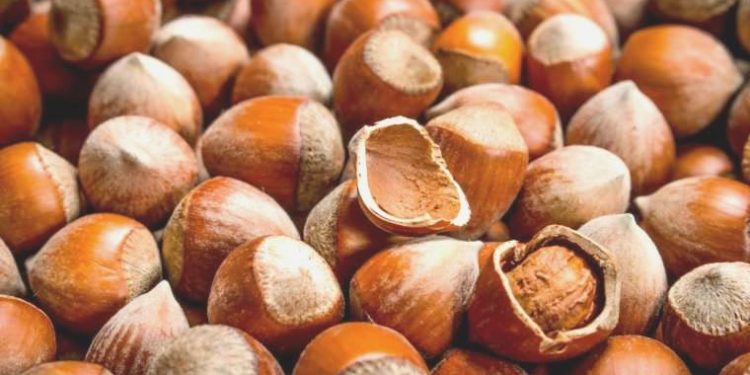 CHP’li Torun’dan iktidara ‘fındık’ reaksiyonu: ‘Hala fiyat belirleyemediler, 4 dolar olmalı’