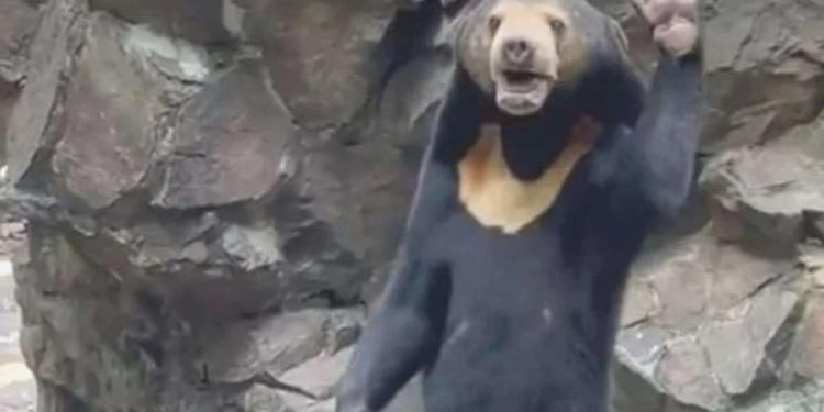 Çin’deki hayvanat bahçesinden dünyaya ‘ayı’ açıklaması