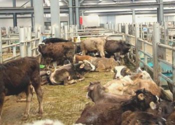 Çorum’da şap alarmı: 15 köy karantinaya alındı