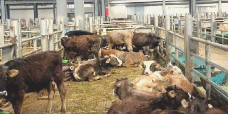 Çorum’da şap alarmı: 15 köy karantinaya alındı