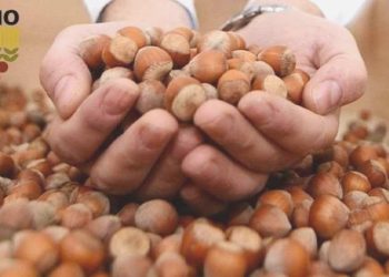 Fındık fiyatları açıklandı mı? 2023 fındık fiyatı ne kadar olacak? Fındık kaç TL olacak?