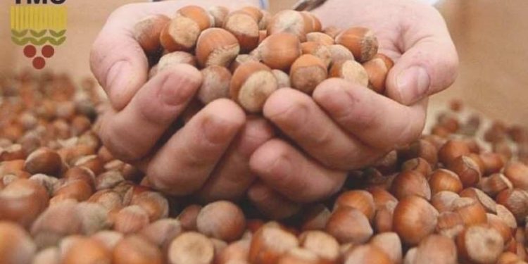 Fındık fiyatları açıklandı mı? 2023 fındık fiyatı ne kadar olacak? Fındık kaç TL olacak?