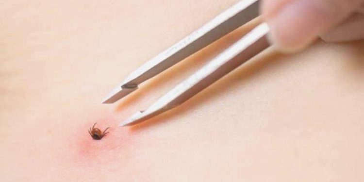 Giresun’da kene can aldı!