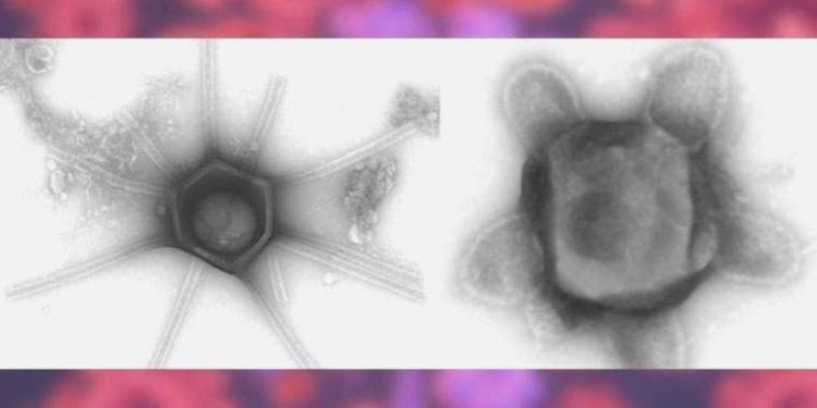 Hayal edilemez özelliklerde dev virüsler keşfedildi