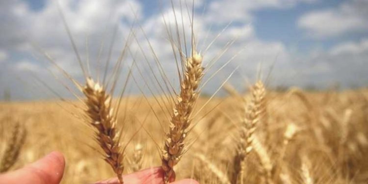 Karadeniz’deki tansiyon buğday fiyatlarını artırdı