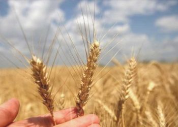 Karadeniz’deki tansiyon buğday fiyatlarını artırdı