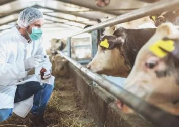 Kastamonu’da şap karantinası: Hayvan pazarı kapatıldı!