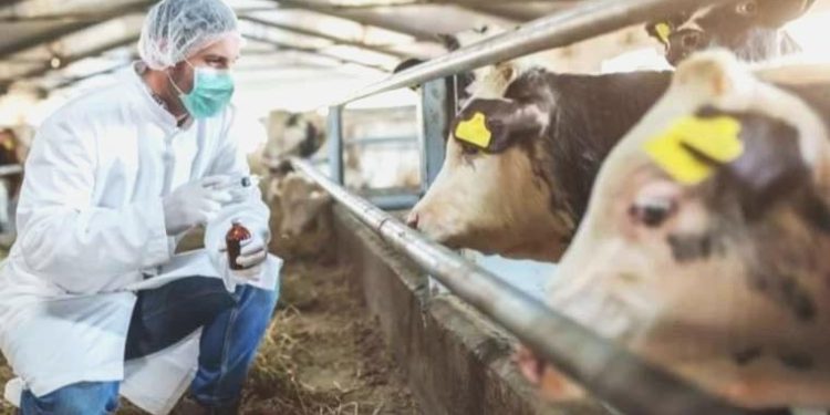 Kastamonu’da şap karantinası: Hayvan pazarı kapatıldı!