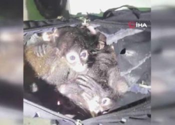 Meksika’dan ABD’ye 7 maymun kaçıran şahıs yakalandı
