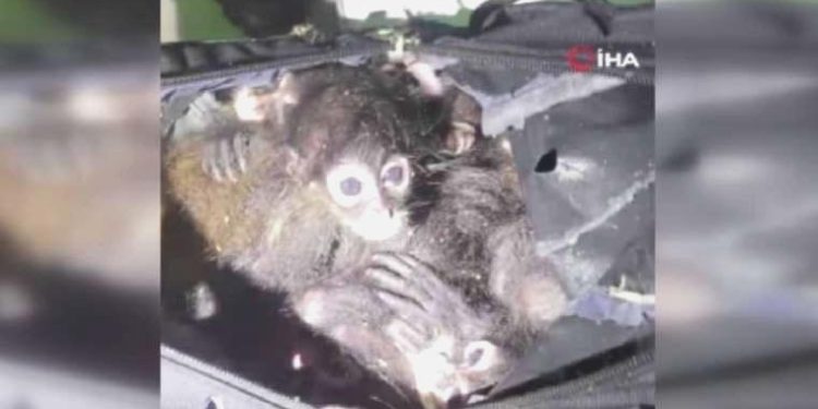 Meksika’dan ABD’ye 7 maymun kaçıran şahıs yakalandı
