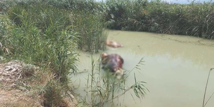 Mersin’de sulama kanalında meyyit hayvanlar bulundu