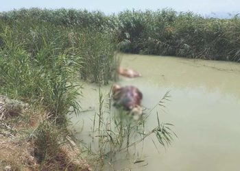 Mersin’de sulama kanalında meyyit hayvanlar bulundu