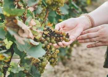 NASA’dan üzüm bağlarını kurtarma yardımı