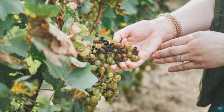 NASA’dan üzüm bağlarını kurtarma yardımı