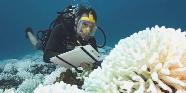 Okyanus sıcaklığı yeni bir rekor kaydetti, bunun sonuçları ne olabilir?