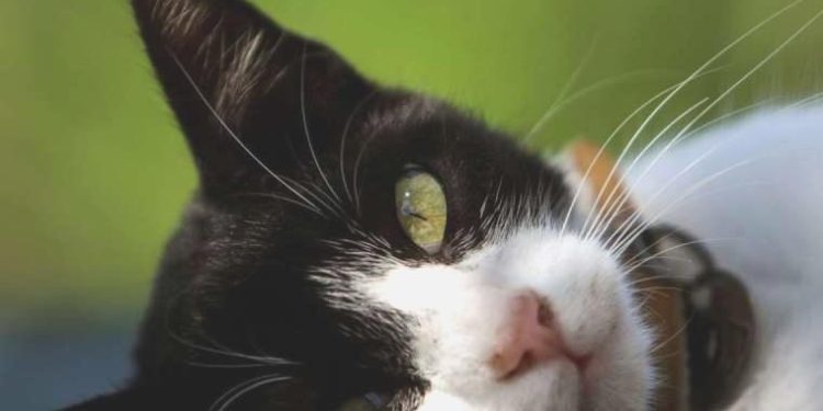 Ölümcül salgının akabinde kedilere koronavirüs hapları verilecek