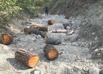 Ormandan müsaadesiz ağaç kesen şahıs yakalandı