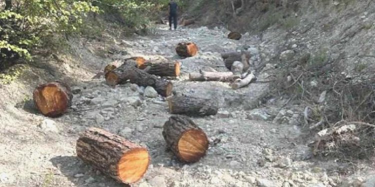 Ormandan müsaadesiz ağaç kesen şahıs yakalandı