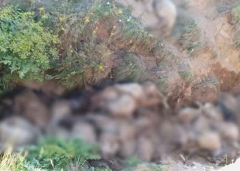 Peş peşe uçurumdan atlayan 130 koyun öldü