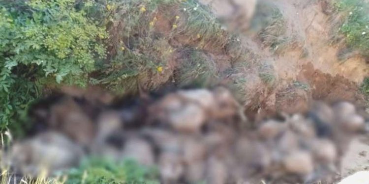 Peş peşe uçurumdan atlayan 130 koyun öldü