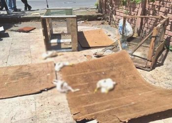 Petshop önünde hayvan katliamı: Tavşan, ördek ve civcivleri öldürdüler!