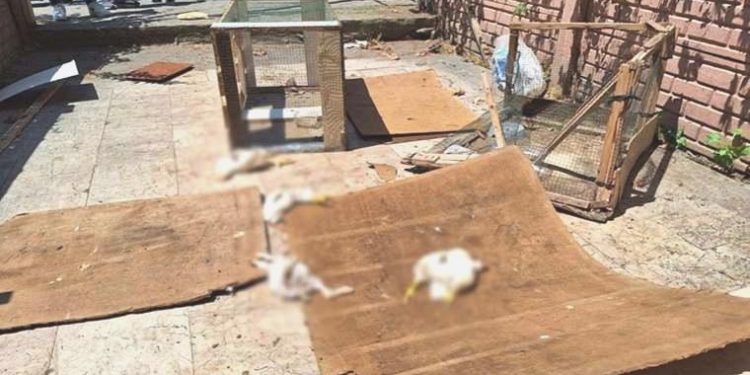 Petshop önünde hayvan katliamı: Tavşan, ördek ve civcivleri öldürdüler!