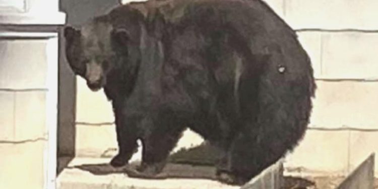 ‘Sabıkalı’ dev ayı, şikayetlerin artmasından bir yıl sonra yakalandı