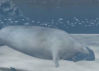 Şimdiye kadar yaşamış en ağır hayvanın fosili bulundu