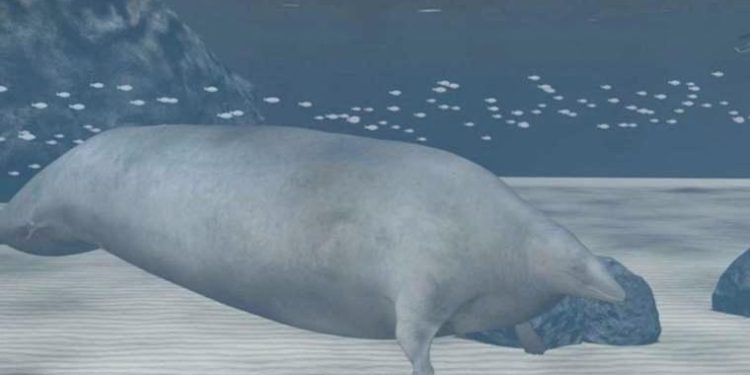 Şimdiye kadar yaşamış en ağır hayvanın fosili bulundu