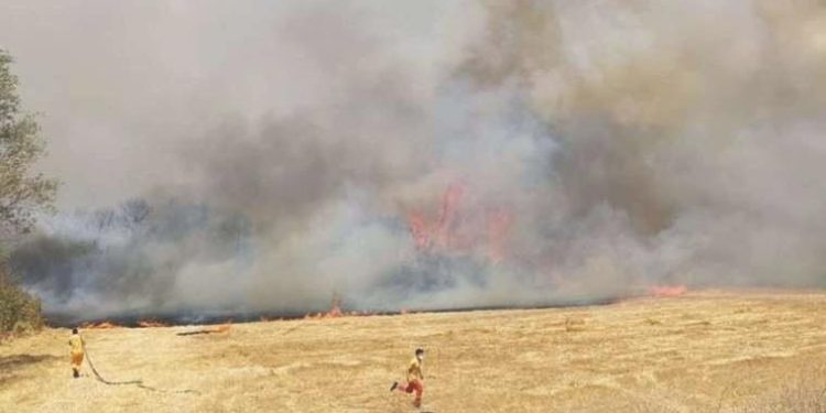 Son Dakika: Balıkesir ve Hatay’da orman yangını çıktı!