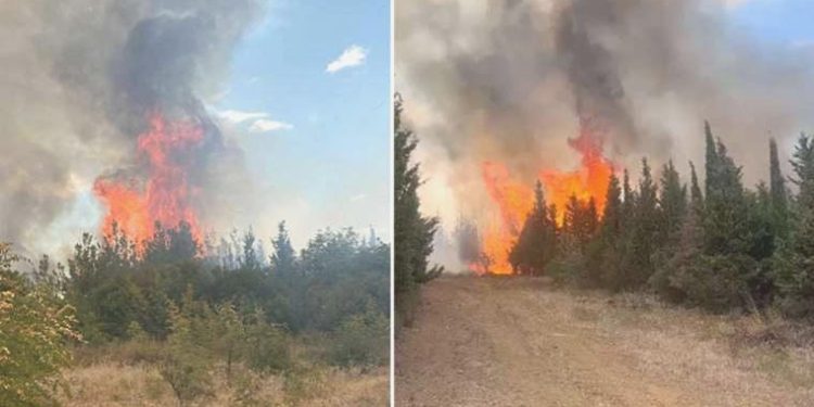 Son Dakika: Çanakkale’de orman yangını