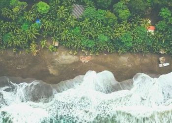 Toplumsal arayı koruma eden ağaçlar, biyoçeşitliliği koruyor