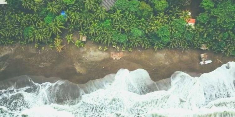 Toplumsal arayı koruma eden ağaçlar, biyoçeşitliliği koruyor