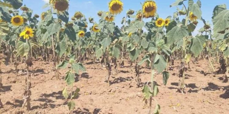 Trakya’da son yılların en büyük kuraklığı: ‘Ayçiçeği bücür kaldı, randıman kaybı yüzde 70’