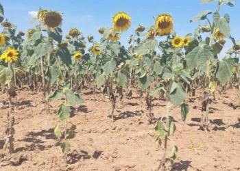 Trakya’da son yılların en büyük kuraklığı: ‘Ayçiçeği bücür kaldı, randıman kaybı yüzde 70’