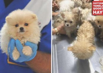 Türkiye’ye kaçak getirilen 22 köpek, arabanın ön koltuklarının altında bulundu: ‘Belki yollarda ölenler de var…’
