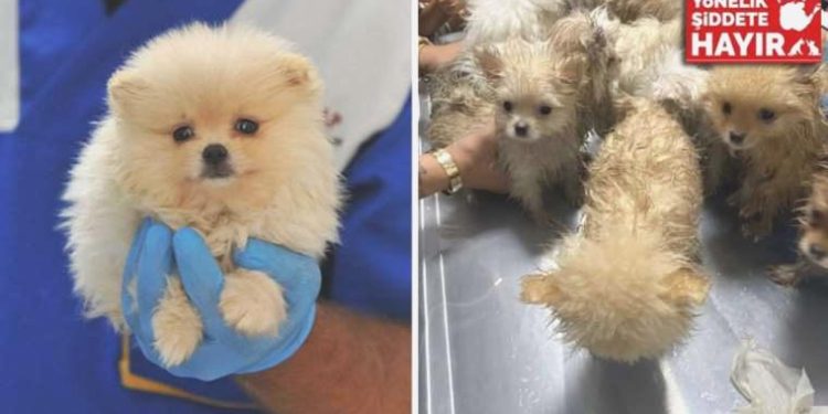 Türkiye’ye kaçak getirilen 22 köpek, arabanın ön koltuklarının altında bulundu: ‘Belki yollarda ölenler de var…’