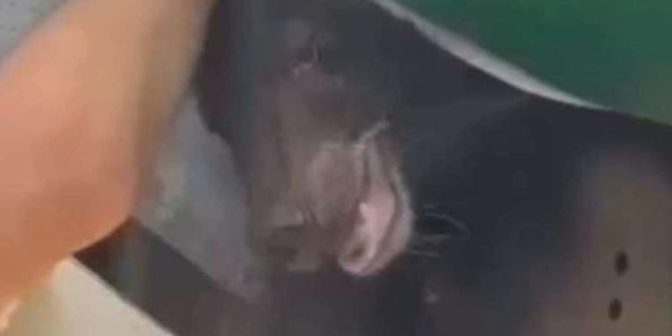 Uçak, bir ayının kargo kısmından kaçması üzerine rötar yaptı