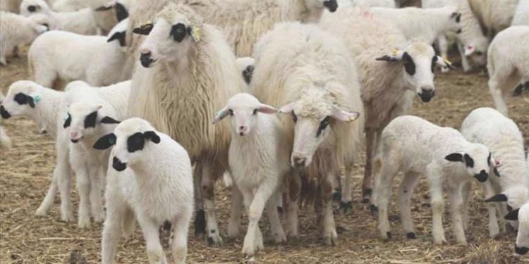 Van’da uçurumdan düşen 117 küçükbaş hayvan öldü